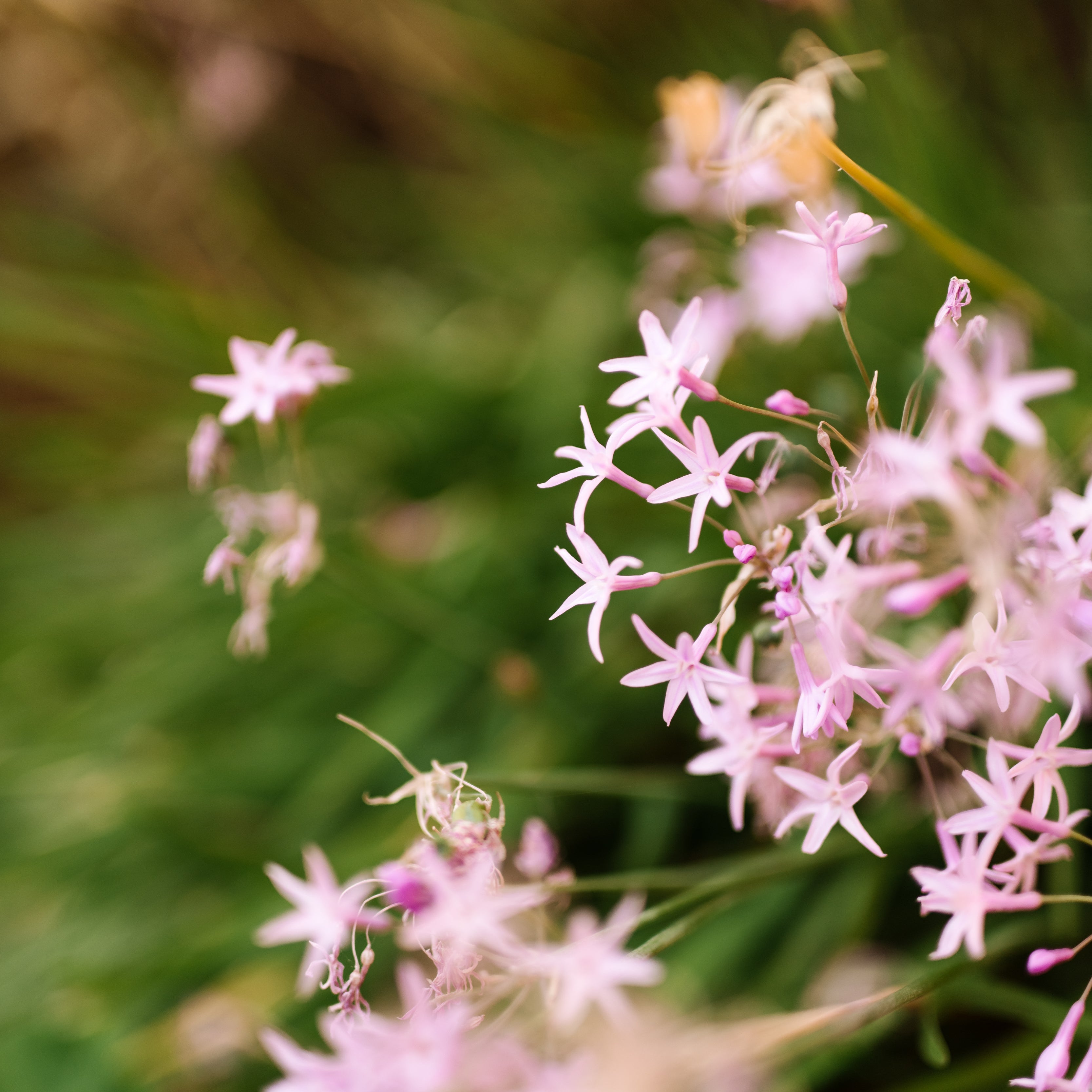 Beyond Sustainability: Sourcing for Regeneration