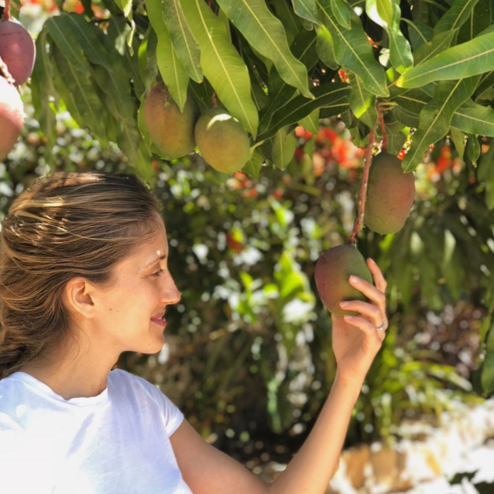 Ingredient IQ: Mango Butter