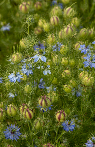 Black Cumin 