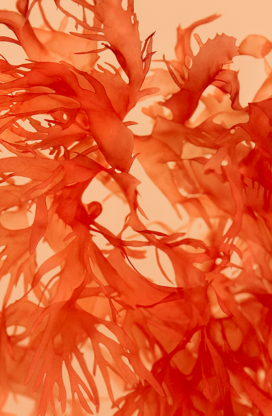 Astaxanthin