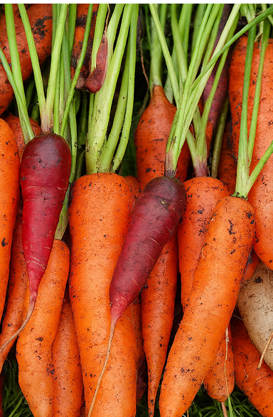Carrot 