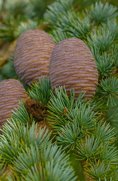 Cedarwood 
