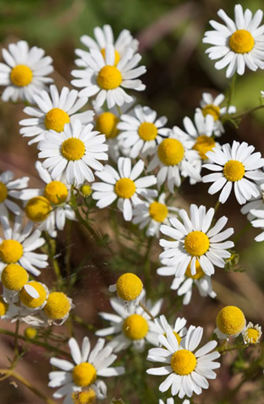Blue Chamomile