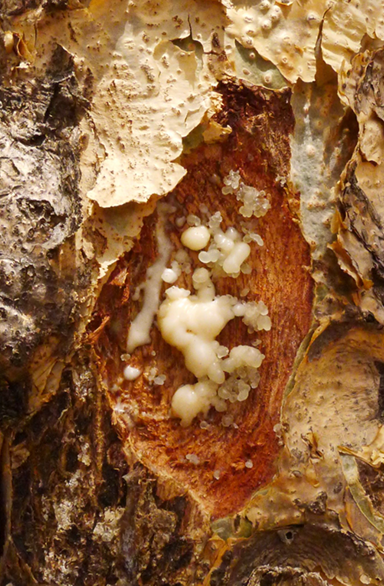 Frankincense