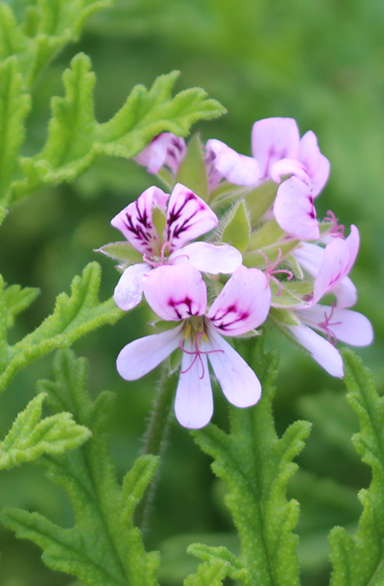 Geranium