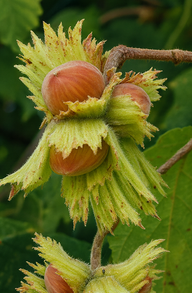 Hazelnut