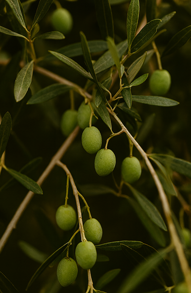 Olive Leaf