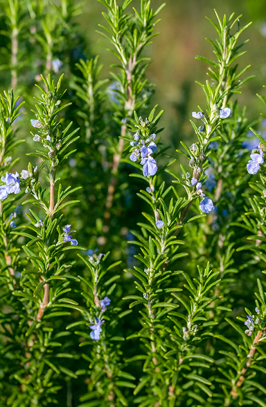Rosemary 