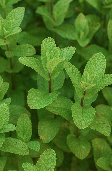 Spearmint
