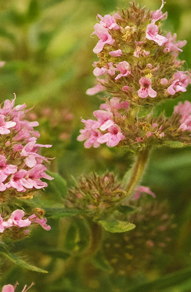 Thyme 