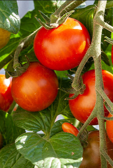 Tomato